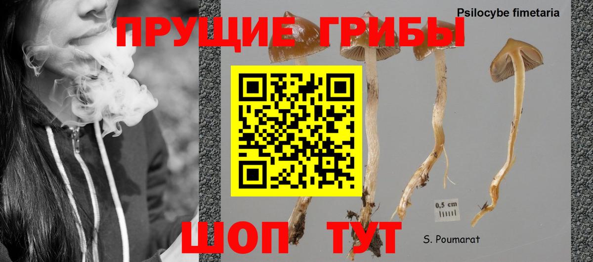 Псилоцибиновые грибы Cubensis Кисловодск
